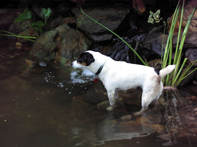 Remy is clocking in for duty and taking close field measurements of our customer's water feature.